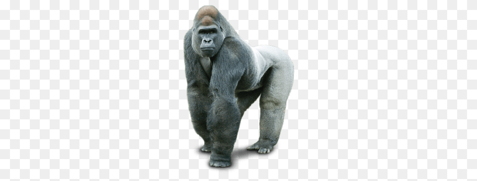 Gorilla Silver Back, Animal, Ape, Mammal, Wildlife Png Image