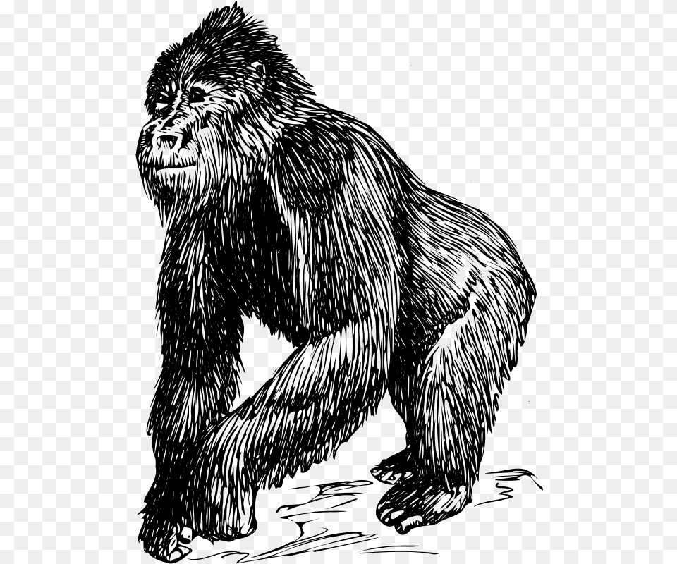 Gorilla Simp, Gray Free Png