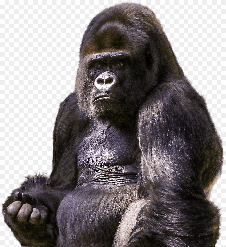 Gorilla Sitting, Animal, Ape, Mammal, Monkey Png Image