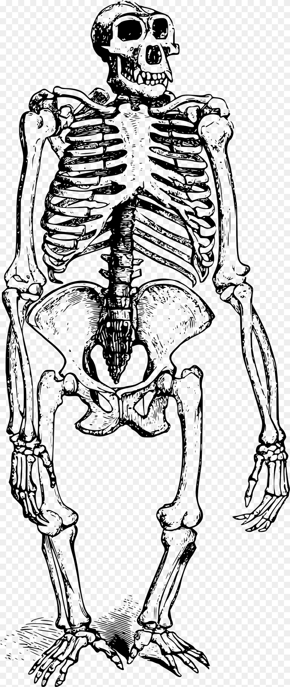 Gorilla Skeleton Clip Arts, Gray Free Png Download