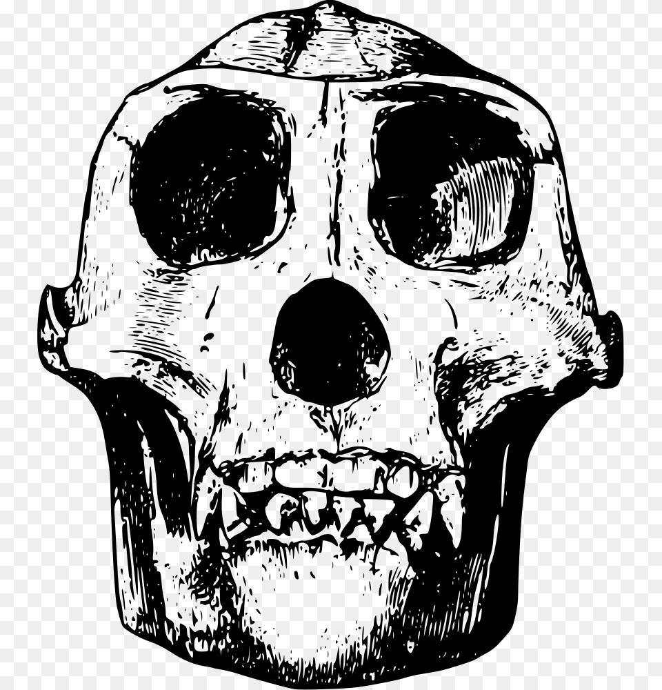 Gorilla Skull Clipart, Gray Free Png Download