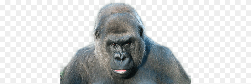 Gorilla Sticker By Betelgeuse Winters Monkey, Animal, Ape, Mammal, Wildlife Free Png