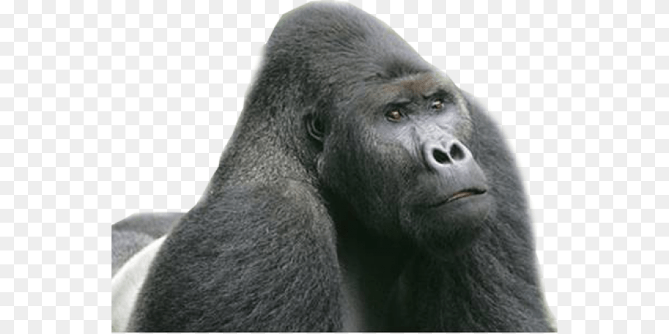 Gorilla Images Eastern Lowland Gorilla, Animal, Ape, Mammal, Wildlife Free Transparent Png
