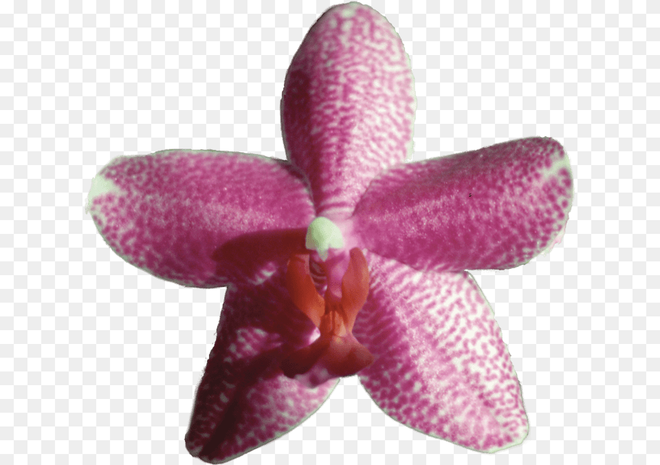 Gossamer Enduring Love Orchids Of The Philippines, Flower, Orchid, Plant, Rose Free Png Download