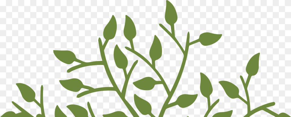 Got A Question Tree Of Life And The Tree, Green, Herbal, Herbs, Leaf Png