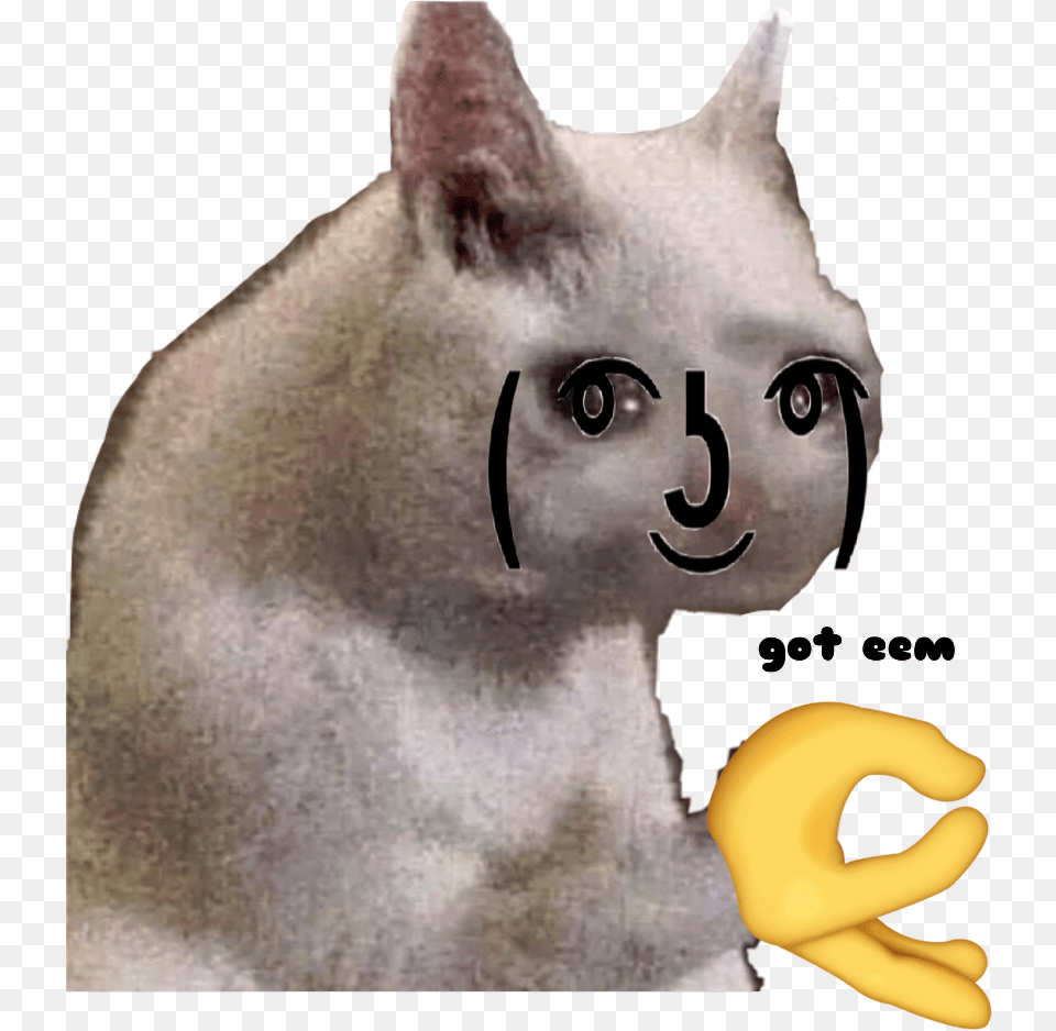 Got Eem Sad Cat Meme Transparent, Animal, Mammal, Pet, Baby Png Image