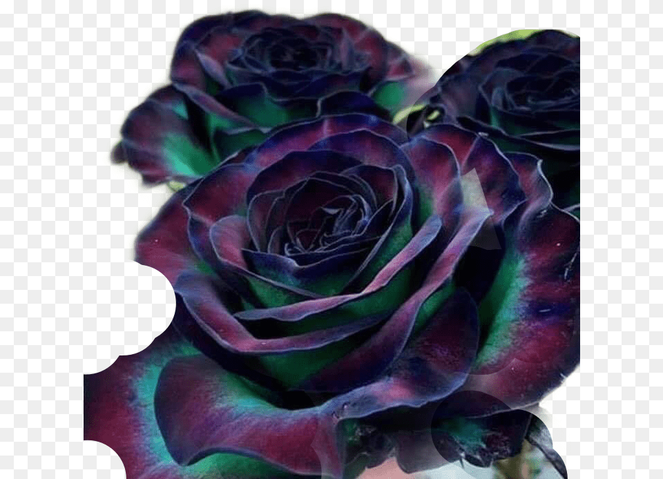 Goth Flower Rose Colourful Freetoedit Rare Rose Beautiful Flowers, Plant, Petal Png Image
