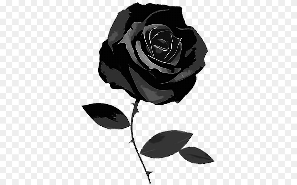 Gothic Black Flower Rose Goth Freetoedit Black Rose White Background, Plant Png Image