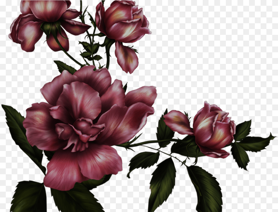 Gothic Rose Transparent Background Mart, Flower, Flower Arrangement, Geranium, Petal Free Png