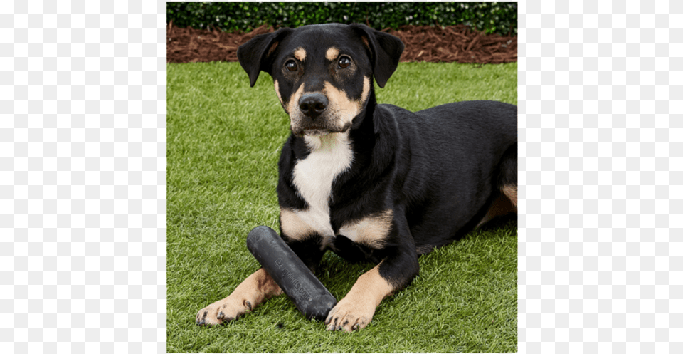 Goughnuts Pit Bull Gifts Companion Dog, Grass, Plant, Animal, Canine Png Image