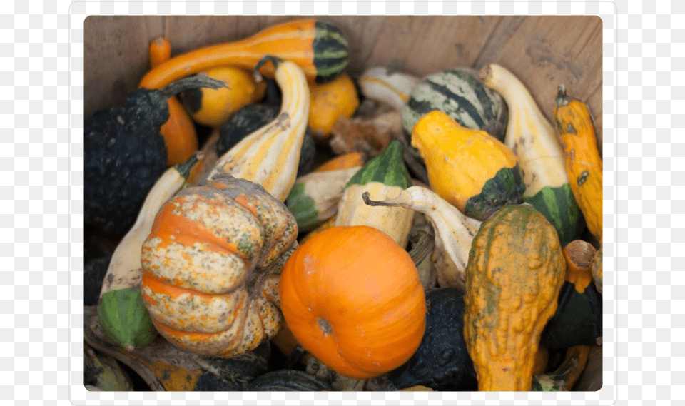 Gourds Pumpkin, Food, Plant, Produce, Squash Free Png