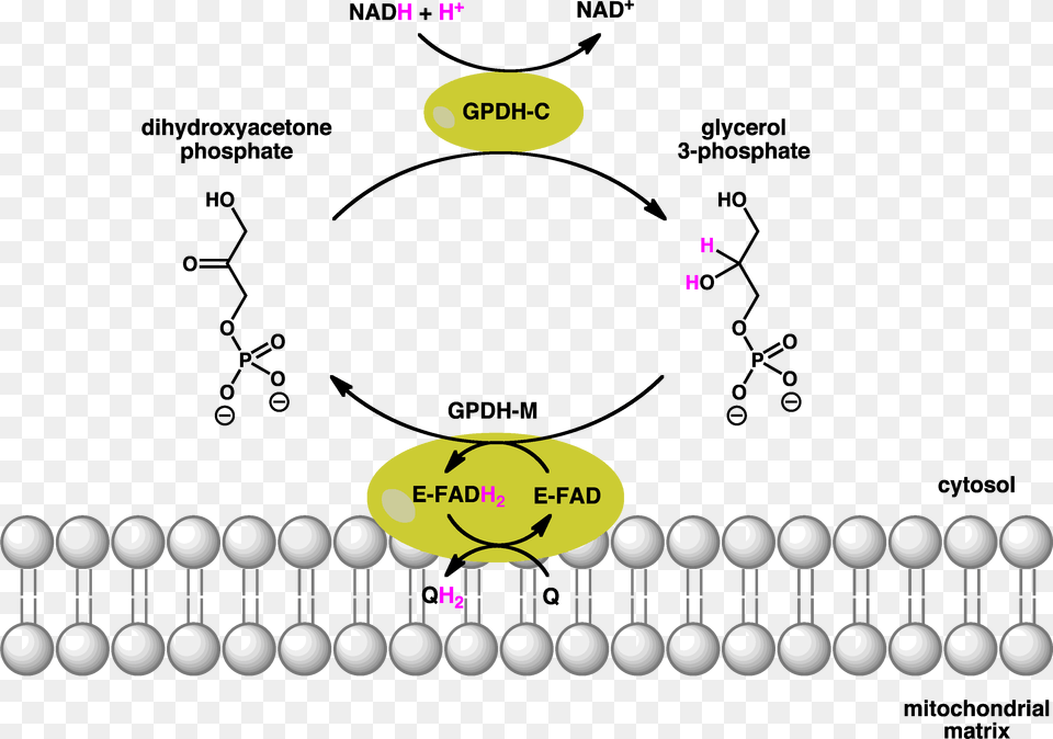 Gpdh Shuttle Glycerol 3 Phosphate Dehydrogenase Reaction, Nature, Night, Outdoors, Text Free Png Download