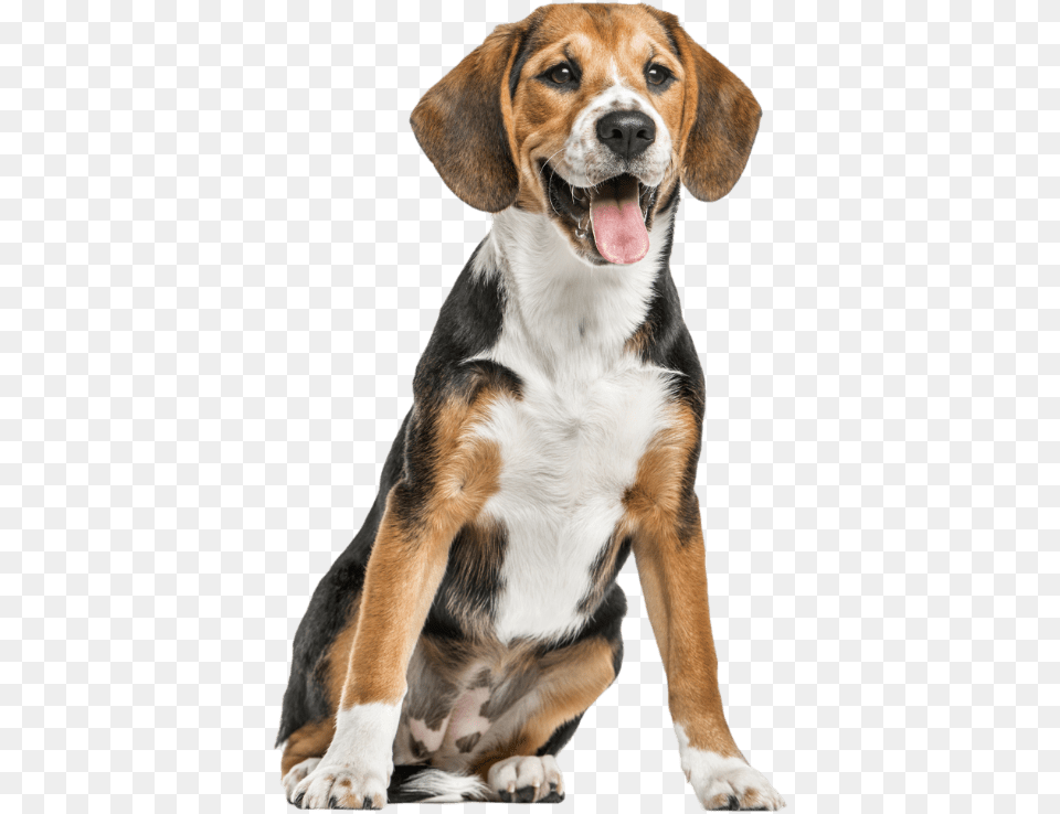 Gps Pet, Animal, Canine, Dog, Hound Png