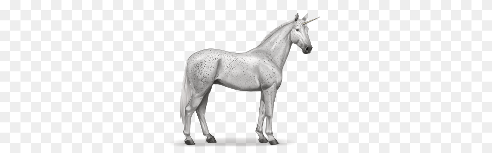 Gr T, Andalusian Horse, Animal, Horse, Mammal Png Image