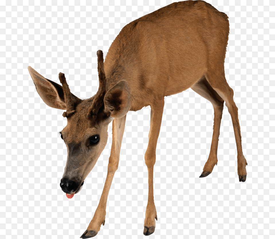 Grab And Deer Image Without Background E Deer, Animal, Mammal, Wildlife, Antelope Free Png Download
