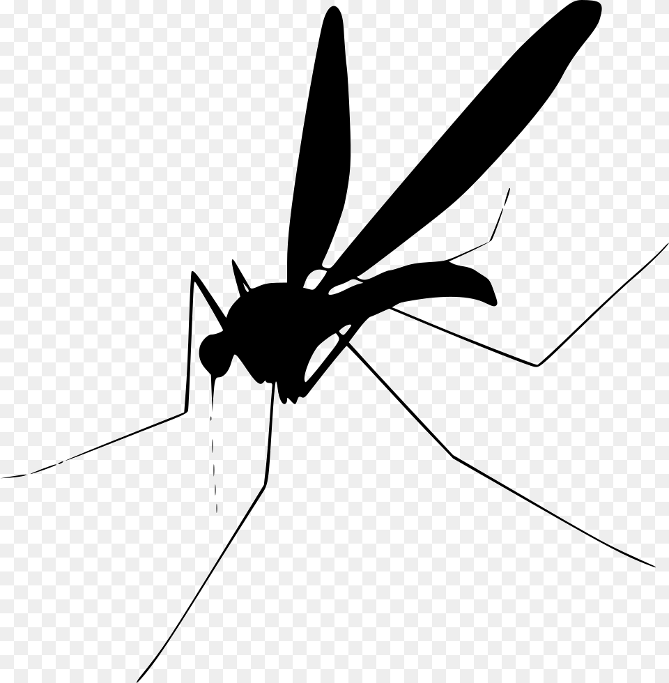 Grab And Download Mosquito Clipart Background Mosquito Clip Art, Animal, Insect, Invertebrate Free Transparent Png
