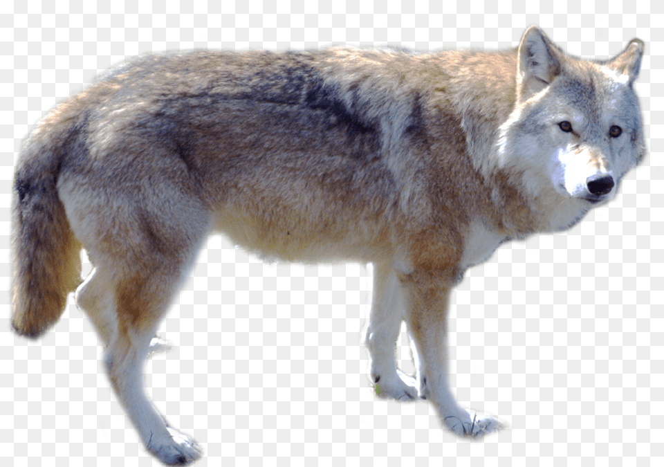 Grab And Download Wolf High Quality Wolf, Animal, Canine, Dog, Mammal Free Transparent Png