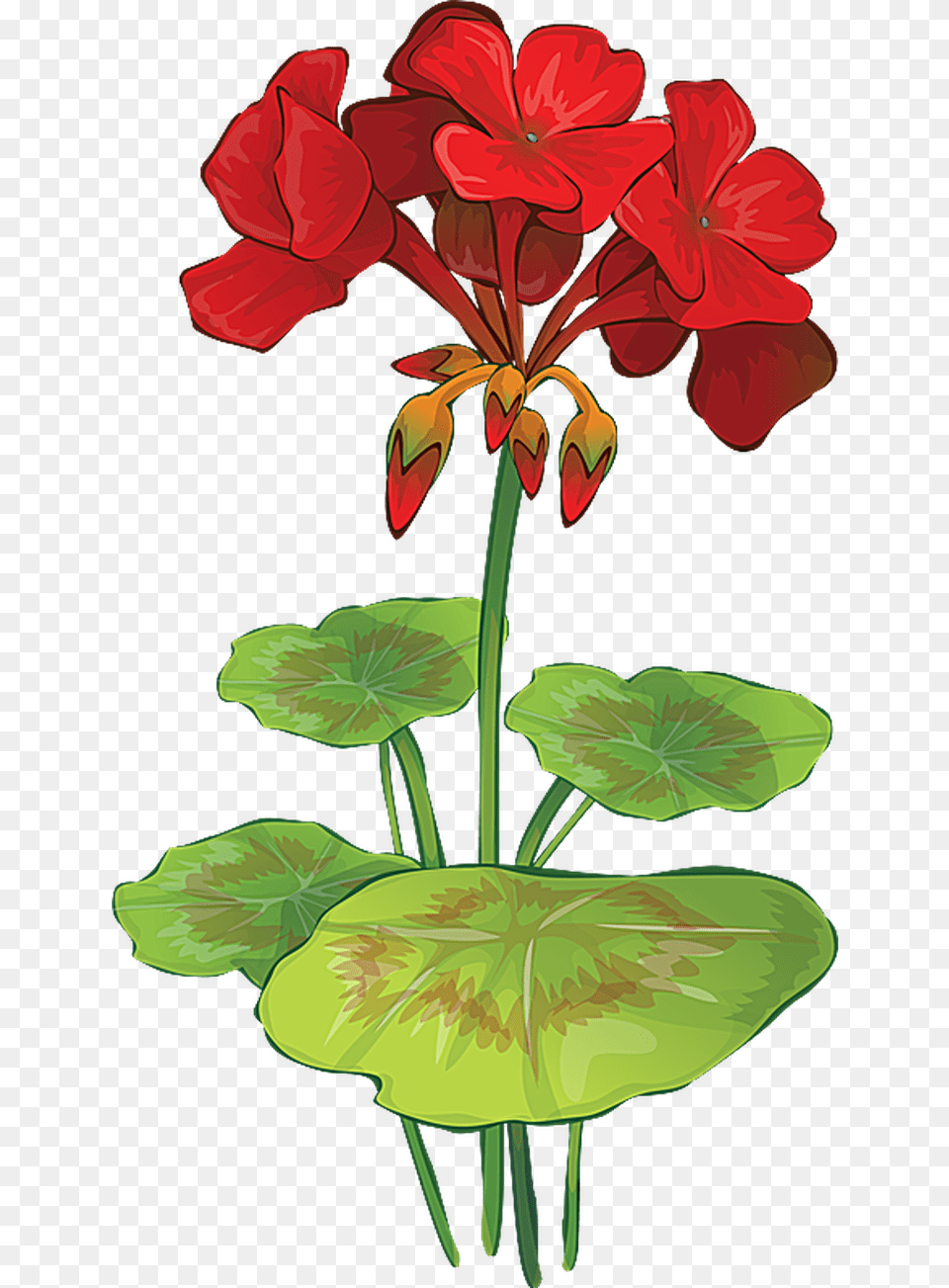 Grab This Summer Flower Clip Art Geranium Flower Drawings, Plant, Petal Free Transparent Png