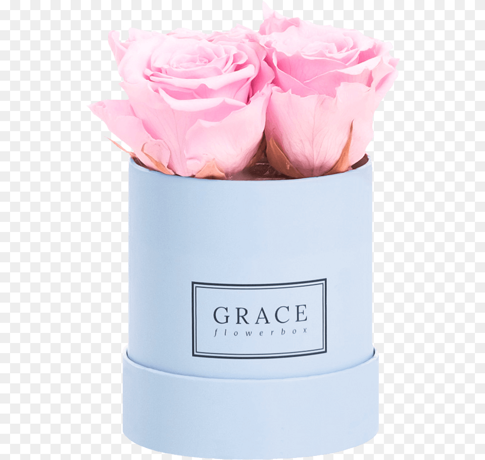 Grace Flowerbox 1 Rose Download Garden Roses, Flower, Petal, Plant, Flower Arrangement Png