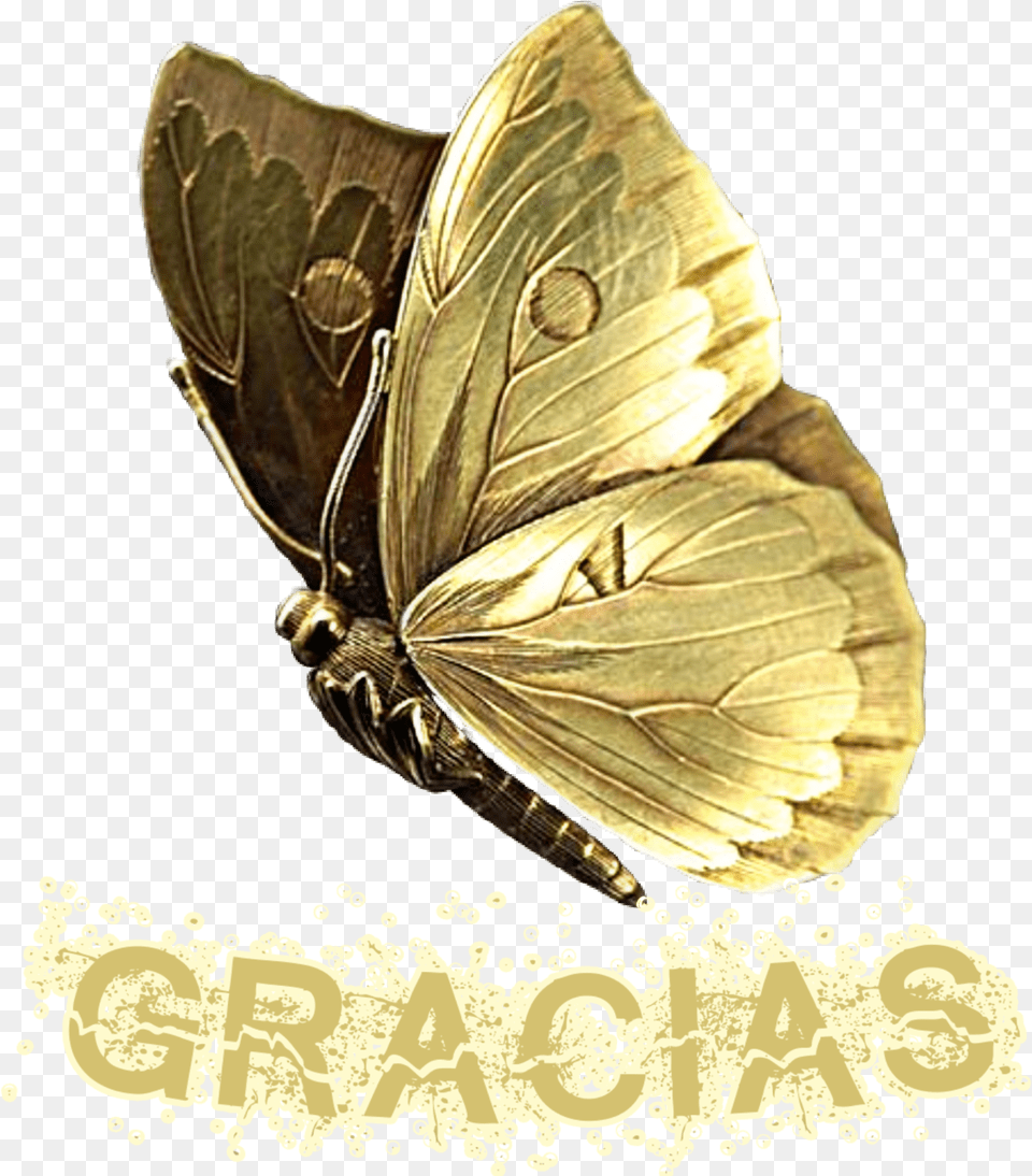 Gracias Lycaenid, Accessories, Jewelry, Brooch, Animal Free Png Download