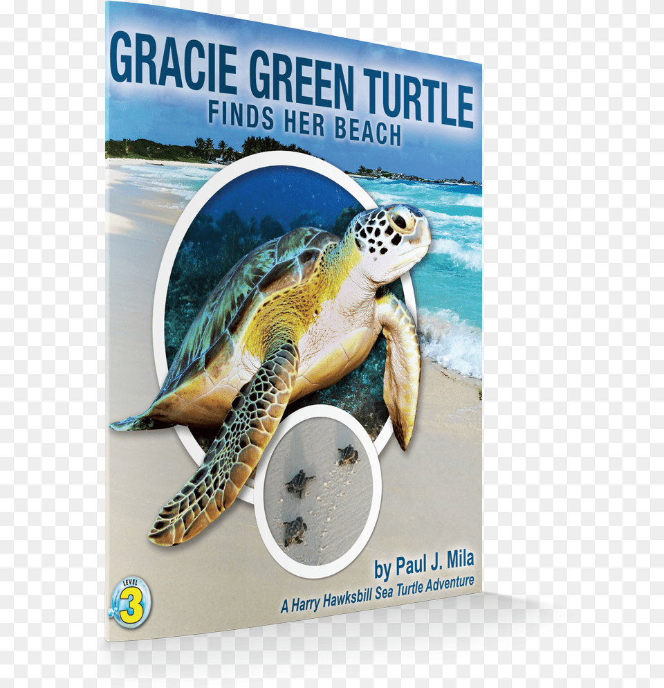 Gracie Cover 3d Green Sea Turtle, Animal, Reptile, Sea Life, Sea Turtle Free Png Download