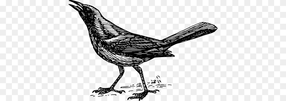 Grackle Gray Free Transparent Png