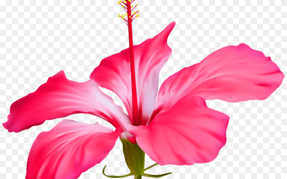 Graduation Hawaiian Flower Border Clip Art Gardening Flower, Plant, Hibiscus, Anther, Petal Png Image