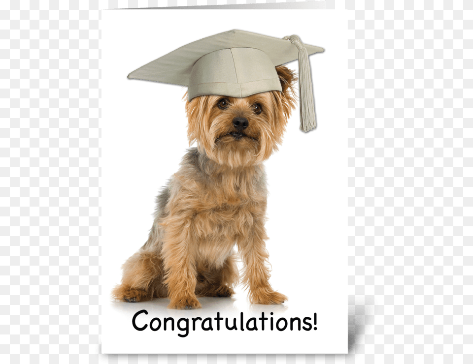 Graduation Yorkie With Cap Congrats Greeting Card Yorkshire Terrier Smoking Cigarette, People, Person, Animal, Canine Free Png