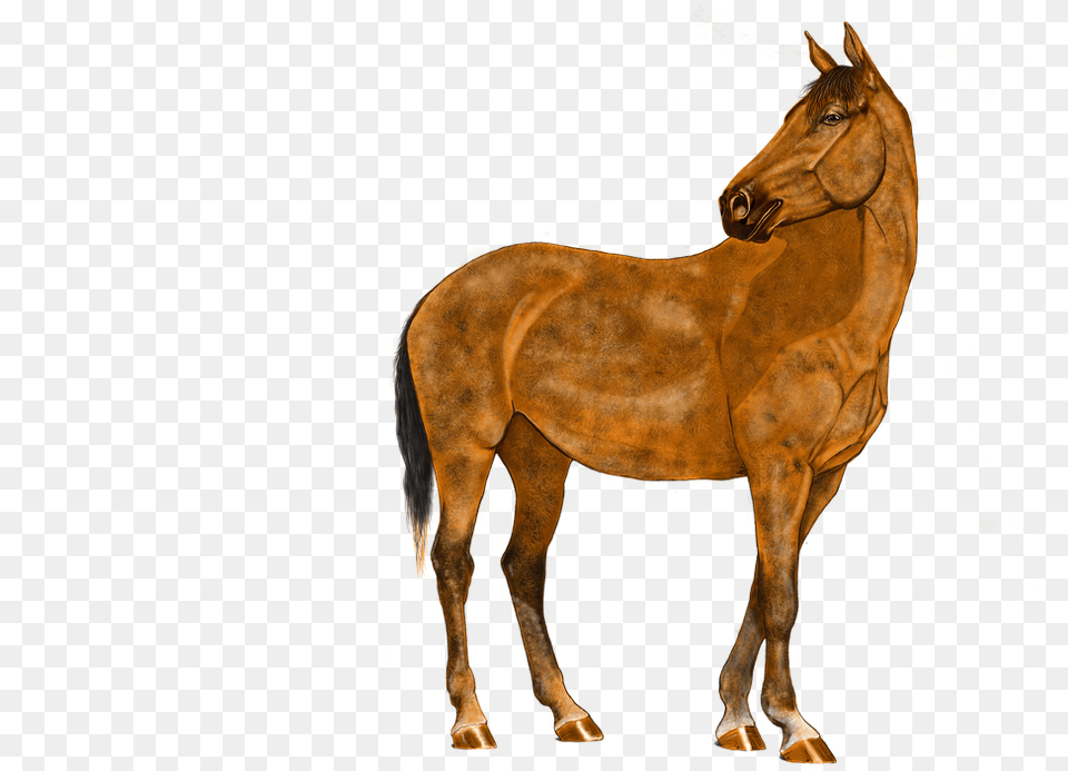 Grafik Pferd, Animal, Colt Horse, Horse, Mammal Png Image