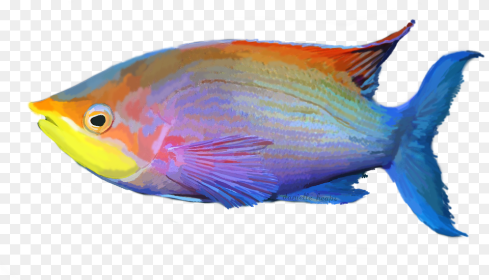 Grafixgirlireland 2 0 Tropical Fish By Grafixgirlireland Tropical Fish Animal, Sea Life, Aquatic, Water Free Transparent Png
