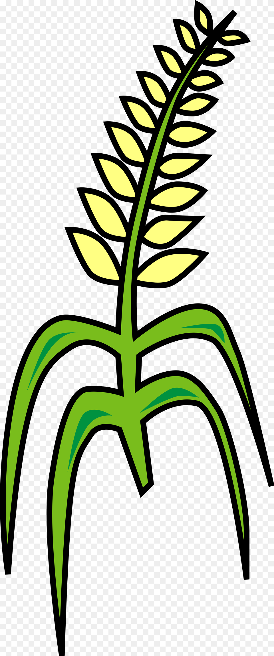 Grain, Fern, Green, Leaf, Plant Png