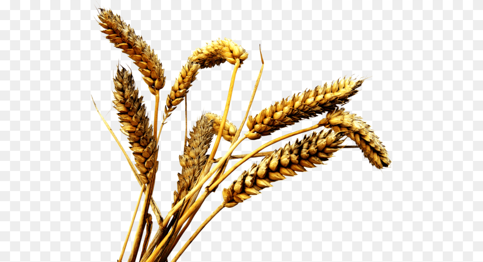 Grain, Food, Produce, Wheat, Plant Free Png Download