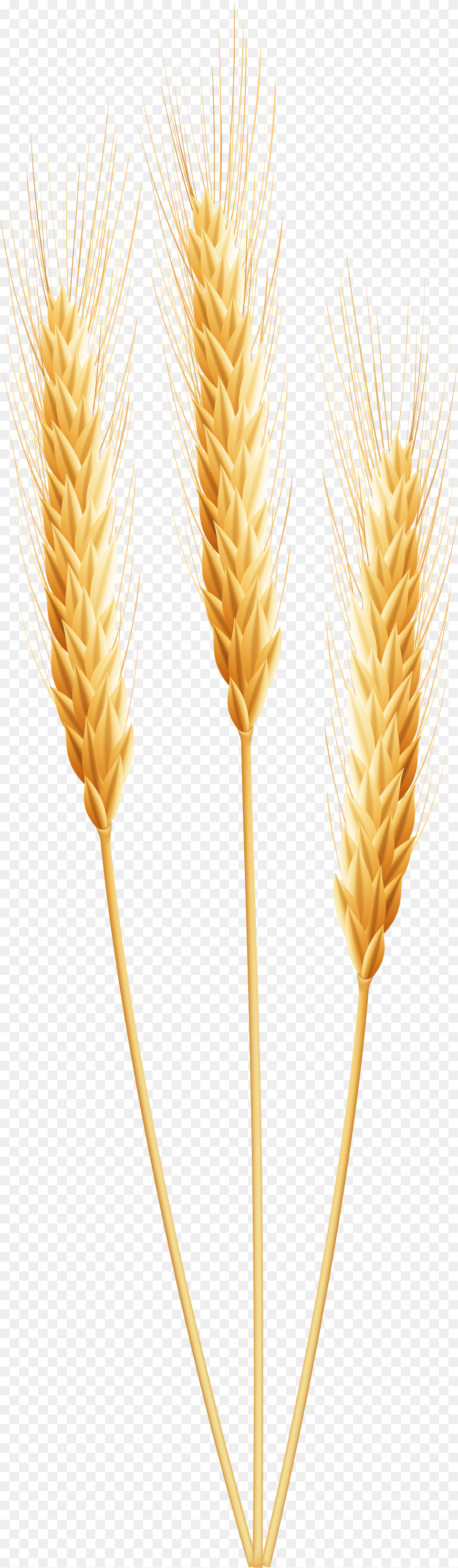 Grain Clip Art Wheat Clipart, Leaf, Plant, Weed, Animal Free Png Download