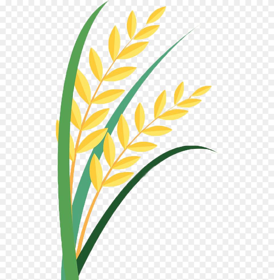 Grain Clipart Paddy Paddy Clipart, Grass, Plant, Pattern, Leaf Free Transparent Png