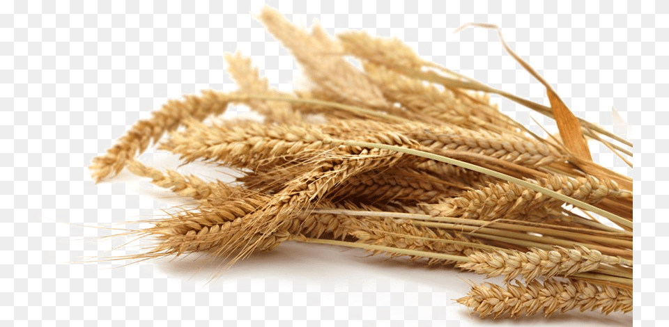 Grain Transparent Picture Grain, Food, Produce, Wheat Free Png Download