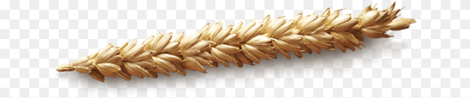 Grain Wheat Einkorn Wheat, Food, Produce, Plant Png Image