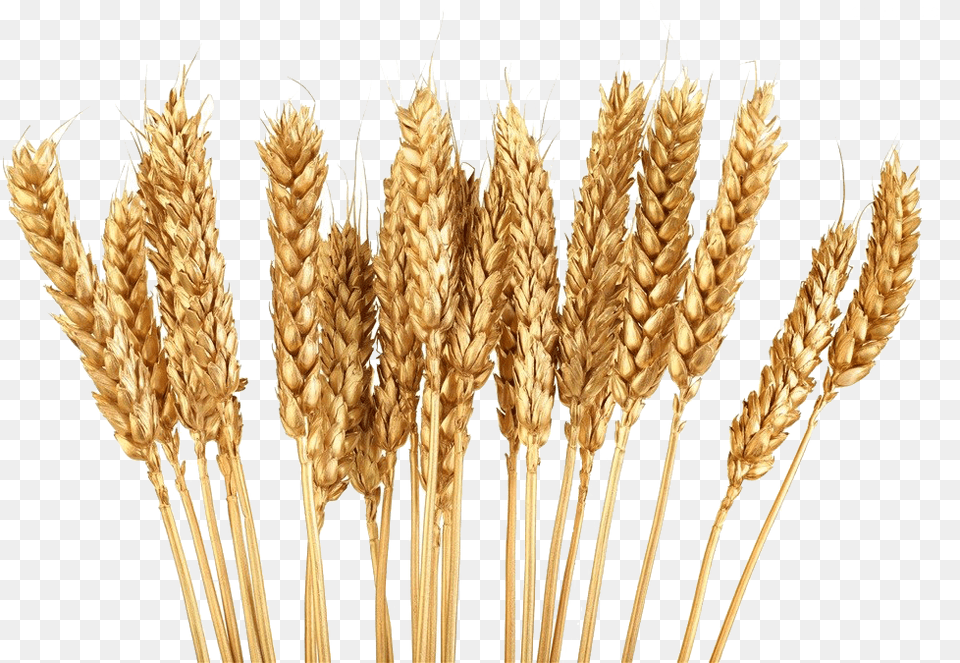 Grains Clipart Gold Wheat, Food, Grain, Plant, Produce Free Transparent Png