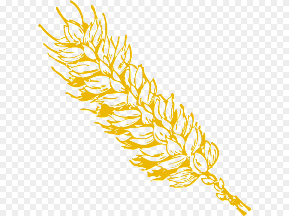 Grains Clipart Gold Wheat, Plant, Tree, Person, Pollen Free Png Download