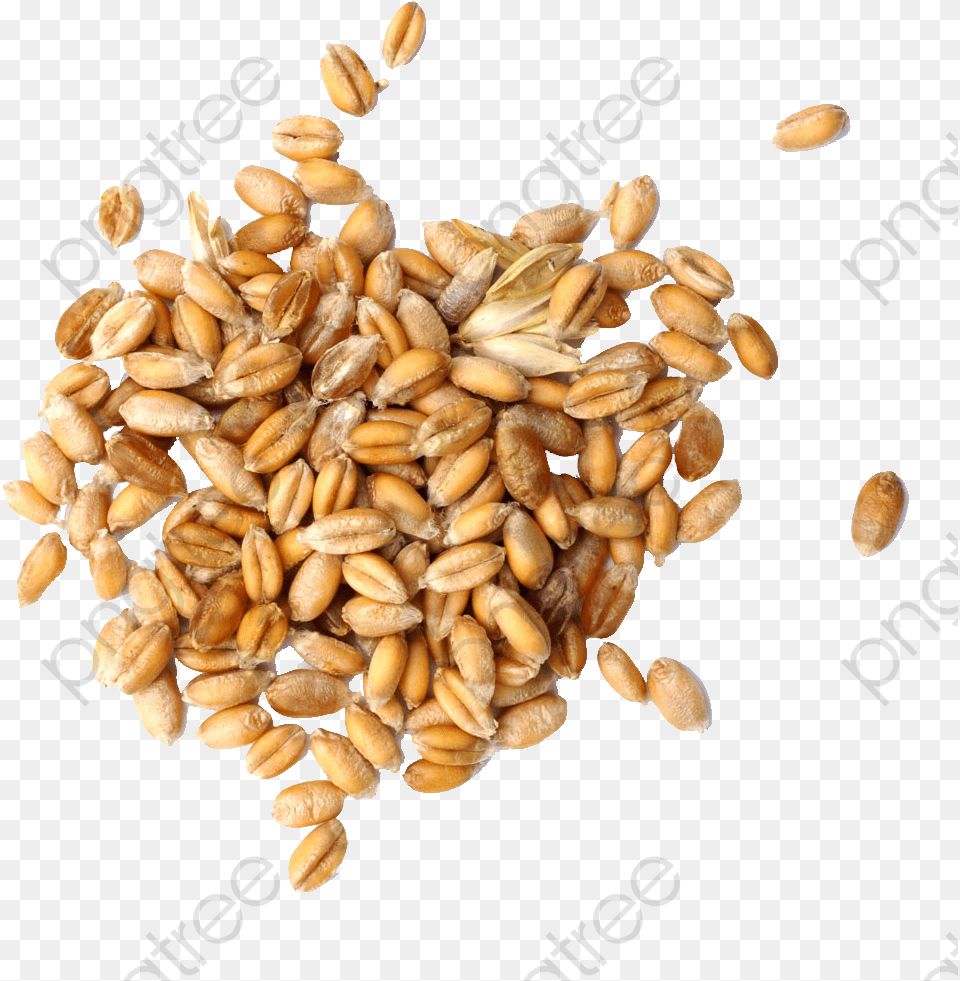 Grains Clipart Various Wheat Grains, Food, Grain, Produce, Plant Free Transparent Png