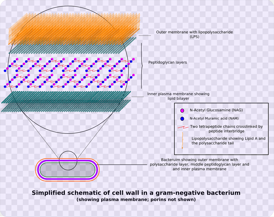 Gram Negative Cellwall Schematic Algal Cell Wall Structure, Advertisement, Poster, Text Free Transparent Png