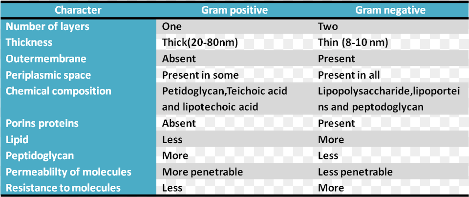Gram Positive And Gram Negative Cell Wall Difference, Text, Computer Hardware, Electronics, Hardware Free Png