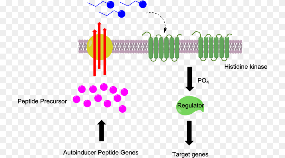 Gram Positive Bacteria Scheme, Purple Free Transparent Png