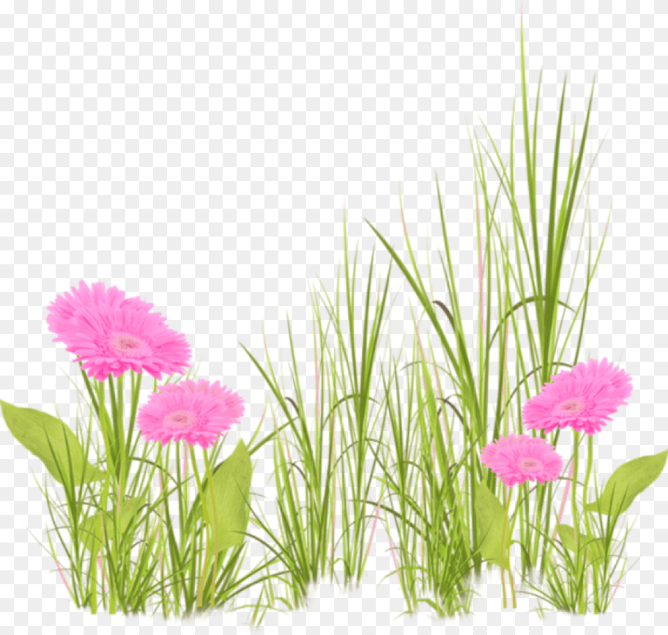 Grama De Flores Download Grama Y Flores, Flower, Flower Arrangement, Plant, Daisy Png
