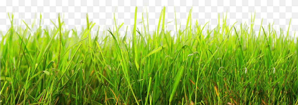 Grama De Futebol Download Grass, Plant, Vegetation, Green, Aquatic Png Image