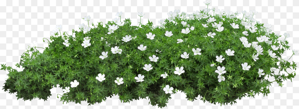 Grama Flower Garden, Geranium, Plant, Herbal, Herbs Png Image