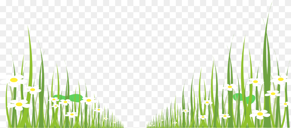 Grama Grass, Plant, Daffodil, Flower, Green Free Transparent Png