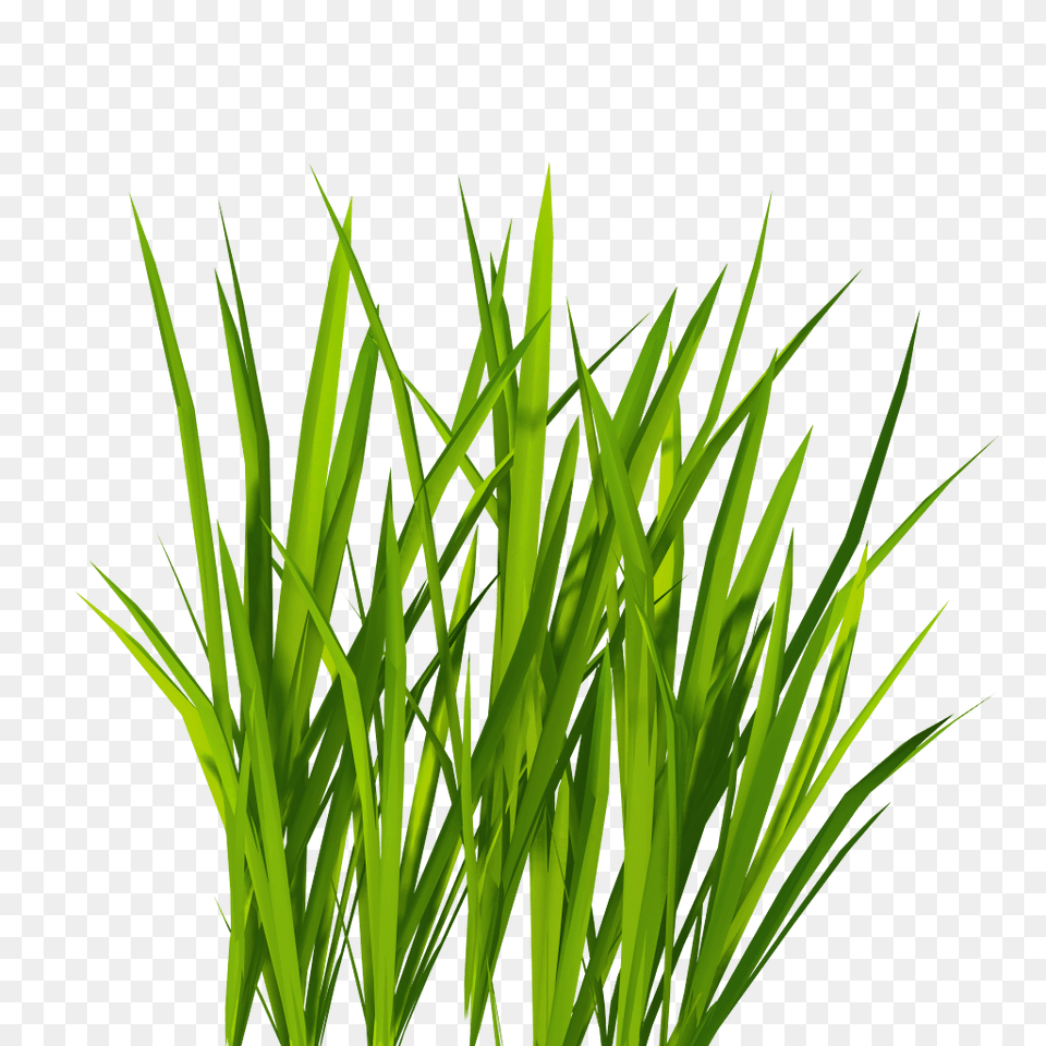 Grama Grass Effect Efeito, Green, Plant, Aquatic, Water Png