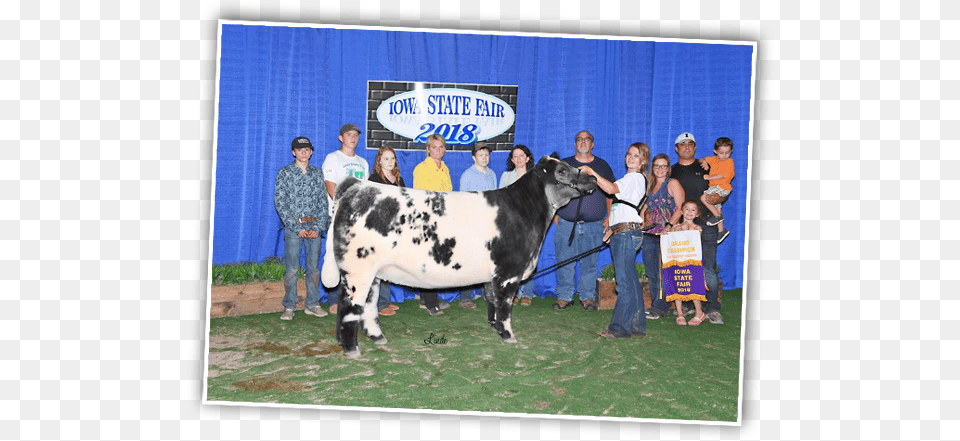 Grand Champion Steer Iowa State Fair 2019, Animal, Bull, Mammal, Adult Png Image