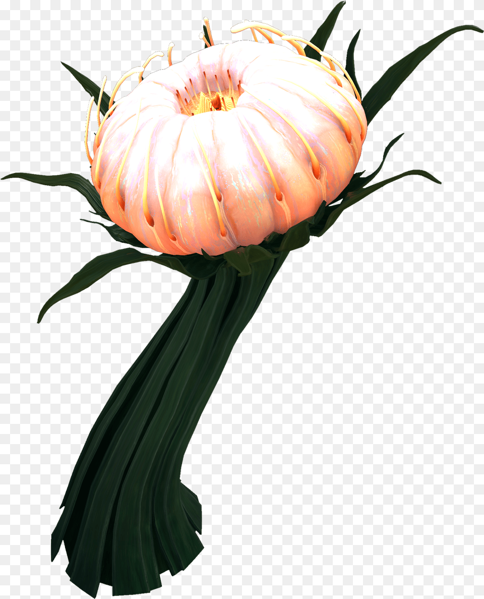 Grand Cotton Anemone Subnautica Below Zero Wiki Fandom Deep Lilypads Subnautica Below Zero, Flower Arrangement, Plant, Daisy, Flower Free Transparent Png