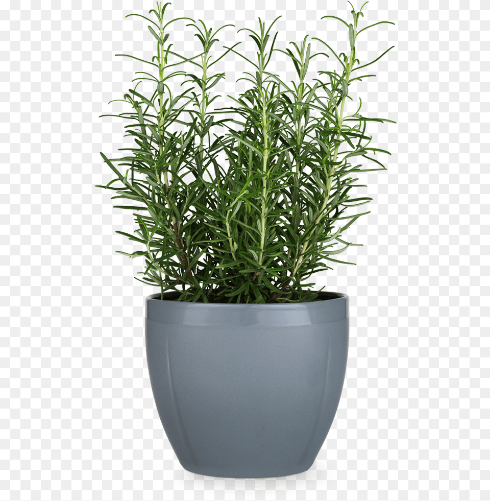 Grand Cru Flowerpot Pot, Herbal, Herbs, Plant, Potted Plant Free Png Download